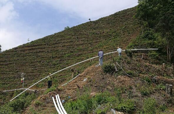 巧用滴灌，農(nóng)專(zhuān)家手把手教你種出好柚子！