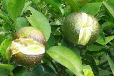 果實(shí)到底為什么會(huì)裂果，原因居然是這些！